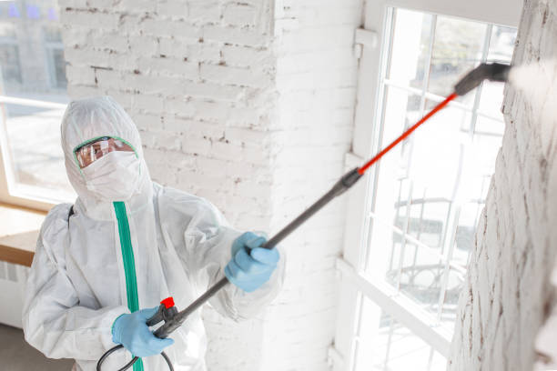 Best Mold removal after water damage  in Three Forks, MT