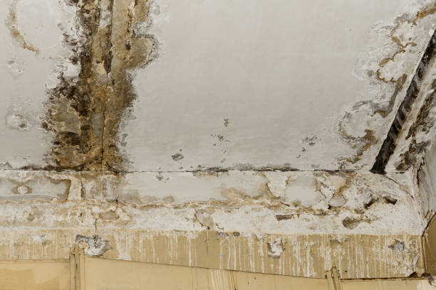 Best Ceiling water damage repair  in Three Forks, MT